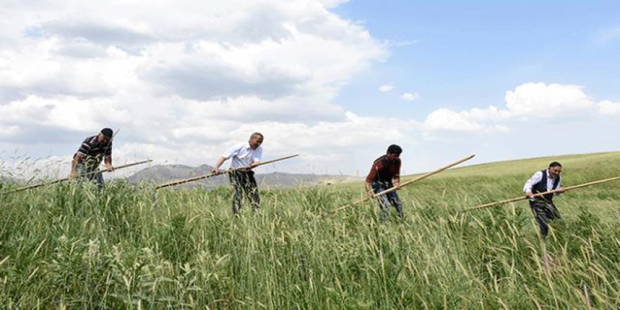 Asırlık tırpan geleneği yaşatılıyor