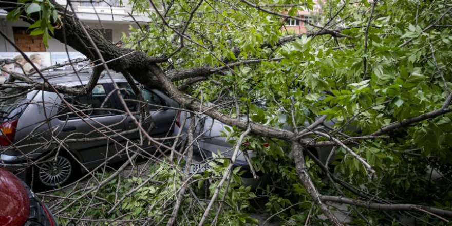 Başkent'te dün rüzgar ağaçları devirdi