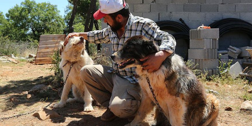 Konya'da sokak hayvanları için proje