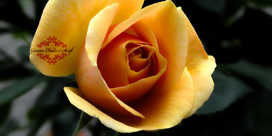 Size şahitlerin en hayırlısını haber vereyim mi?