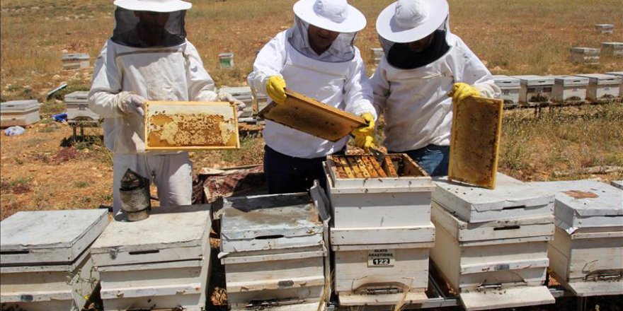 Toroslarda bal hasadı zamanı