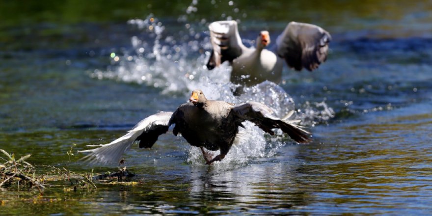 Afyonkarahisar'daki Eber Gölü'nü kurtarma çabaları