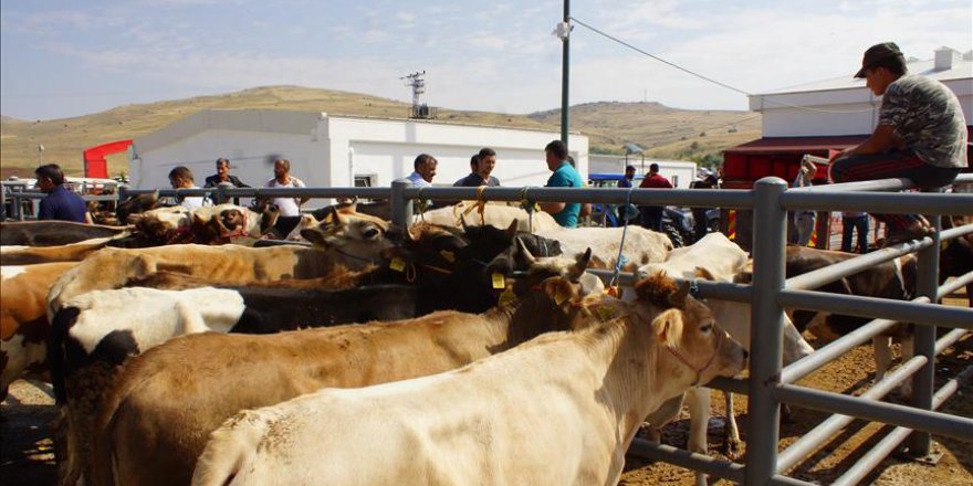 Kurbanlık fiyatları ne kadar? Diyanet'in Büyükbaş ve Küçükbaş kurban fiyatları!