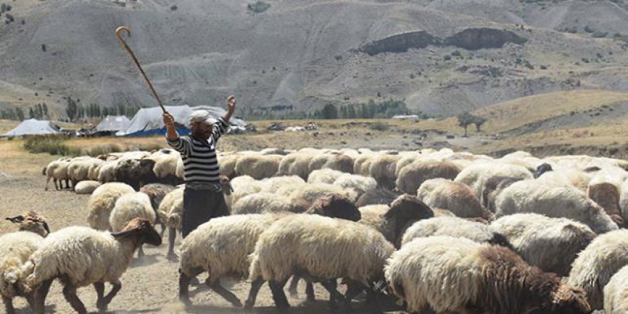 Göçerlerin tercihi Muş yaylası
