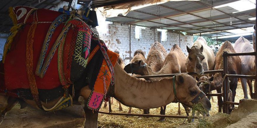 Kurbanlık develer Aydın'daki kurban pazarlarında