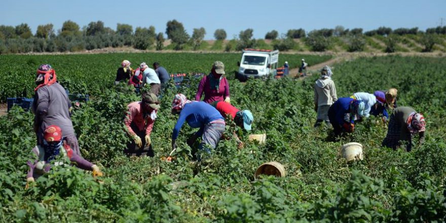 Kilisli çiftçiler üretmekten vazgeçmedi