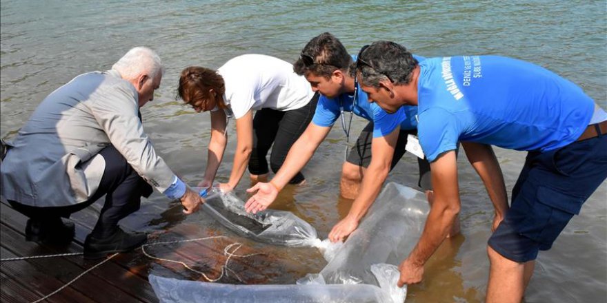 Muğla'da balıkçılık faaliyetlerinin gelişmesi için yeni hamle