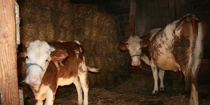 250 Bin Düve Projesi'nde ilk teslimatlar eylülde