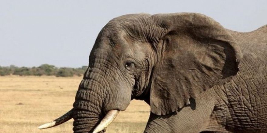 Myanmar'dan Rusya'ya ilginç bir hediye