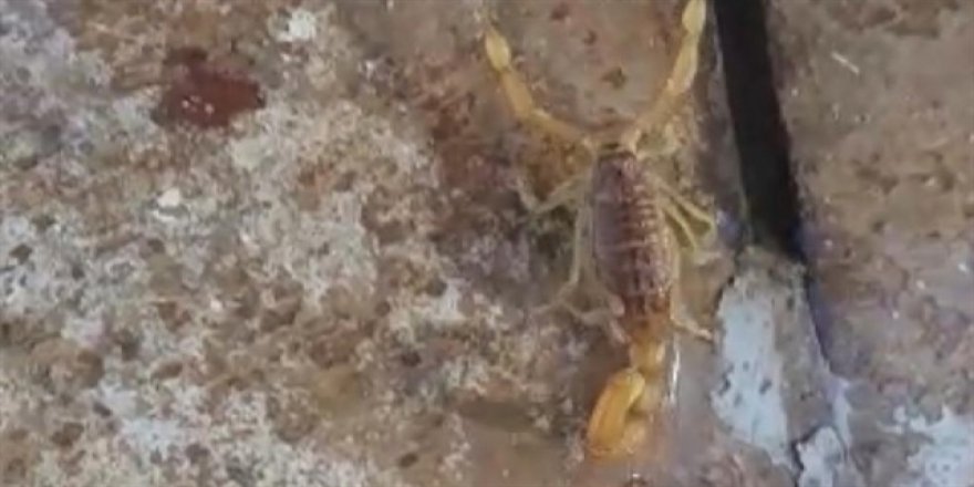 'Sarı Akrep' vatandaşları korkutuyor