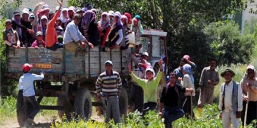 Ordu'da Mevsimlik İşçilere Devlet Şefkati