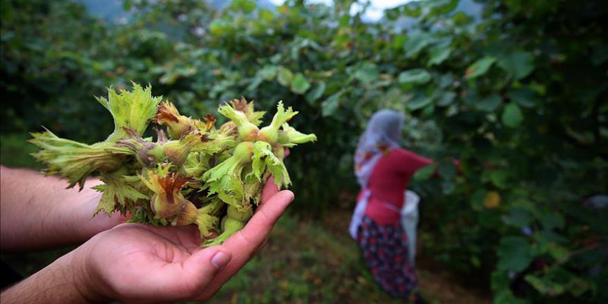 FİSKOBİRLİK'ten fındık uyarısı