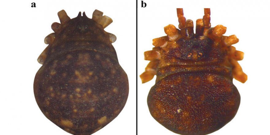 Türünün tek örneği örümcek Kilis'te görüldü
