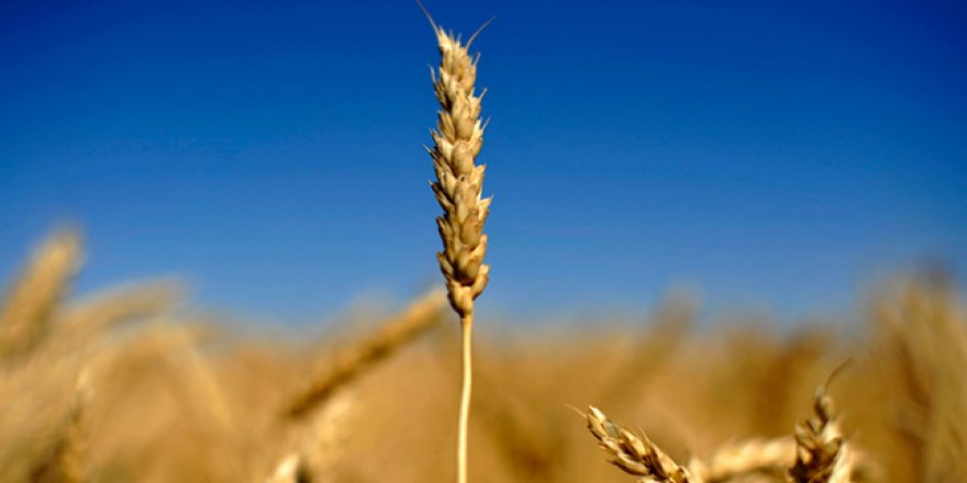 Dünya yılın yarısında yıllık kaynağını tüketti