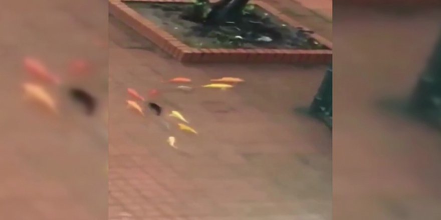 Çin sokaklarında balıklar yüzdü