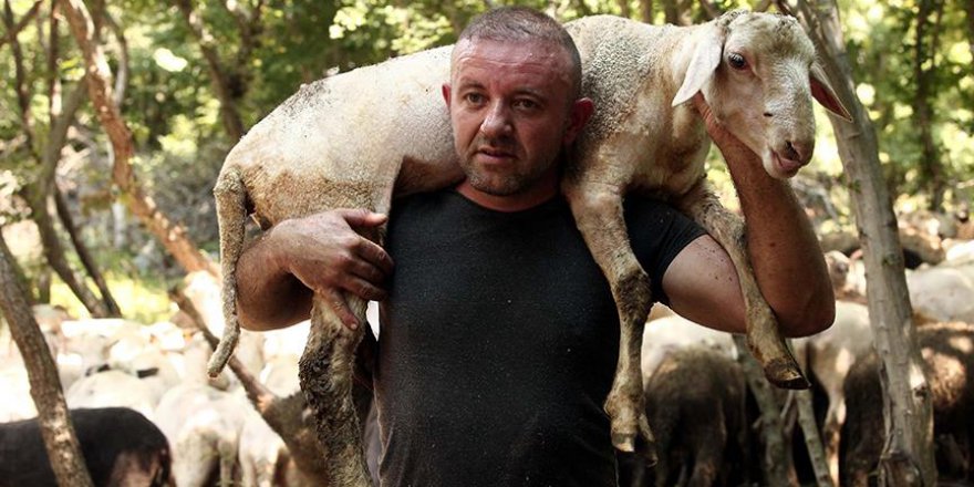 Kurbanlıklar görücüye çıkmadan önce 'kuaför'e gidiyor