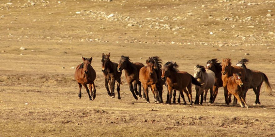 Eynif Ovası'nın yılkı atları belgesele konu oluyor