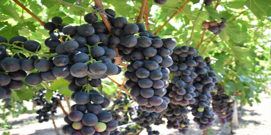 Osmaneli'de üreticinin yüzü gülüyor