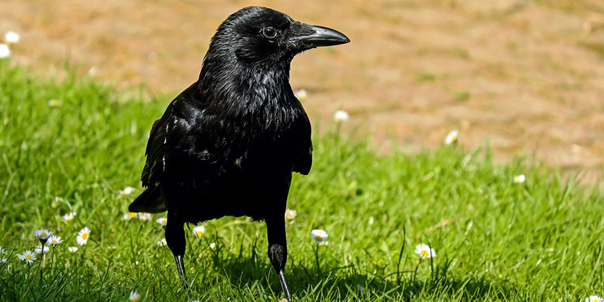 Kargalar, 'sıfır' kavramını anlayabiliyorlar