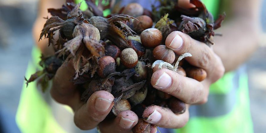 Ordu'daki selde bin 100 ton fındık zarar gördü
