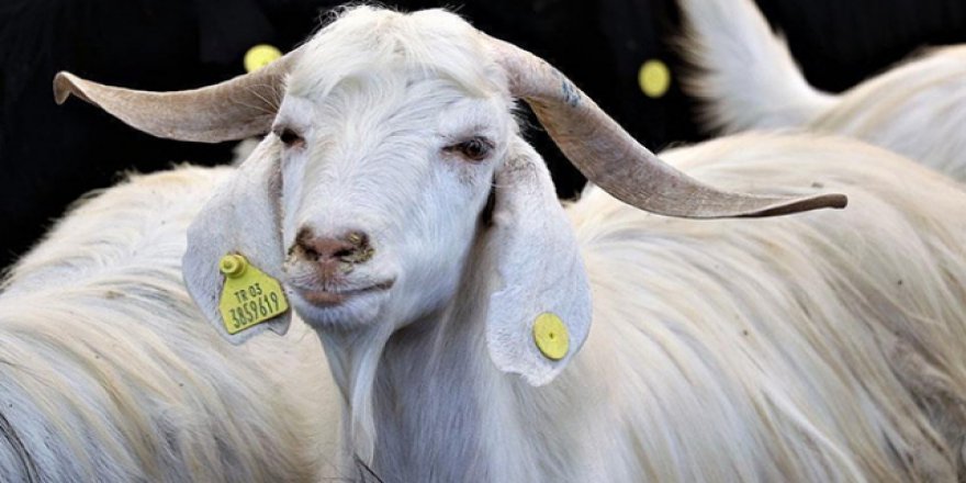 Sokakta kurban kesmenin cezası belirlendi