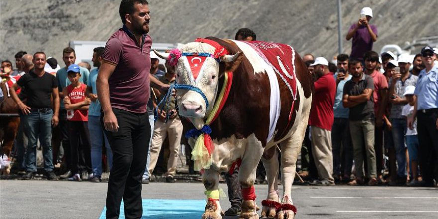 En güzel kurbanlık yarışması yapıldı