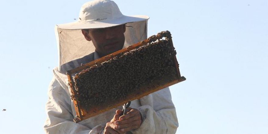 Gezgin arıcıların zorlu mesaisi