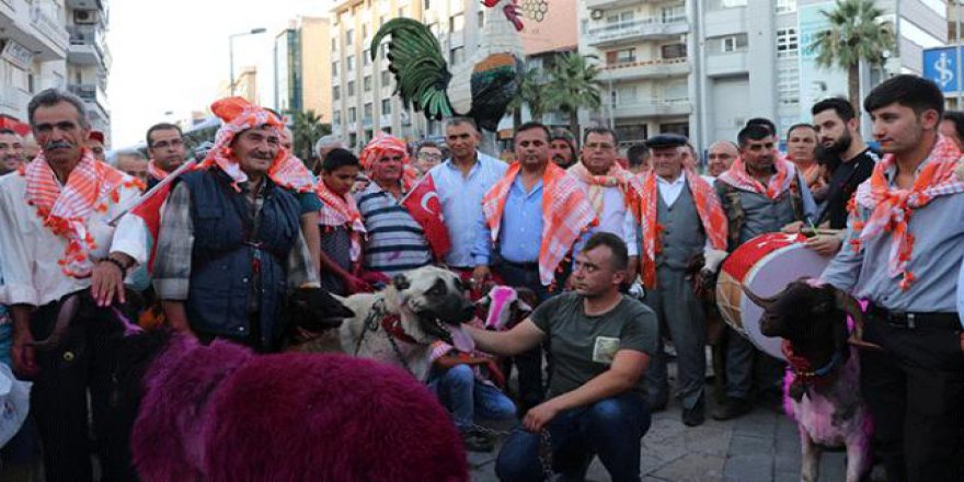 Mor renkli koyunlar geçit yaptı