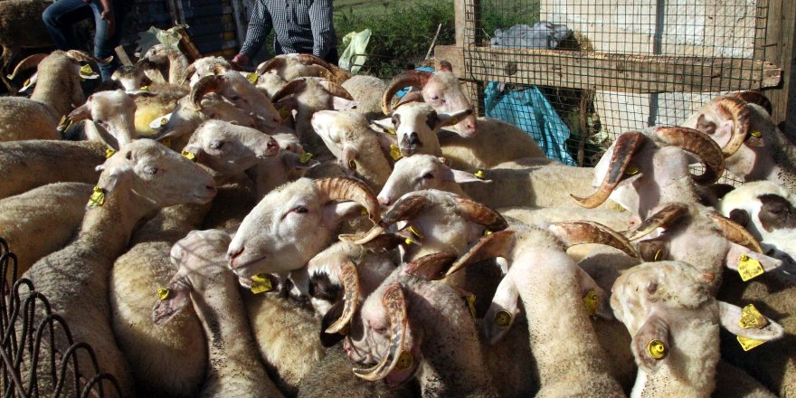 İstanbul'un kurbanlıkları Trakya'dan