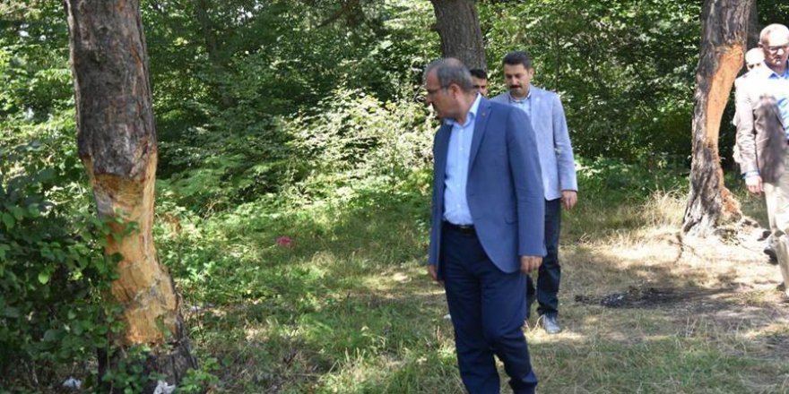 Valilik açıkladı: Zarar gören ağaçlar tedavi edilecek