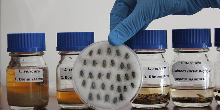 Kainat Eczanesi'nden Sinek larvasının bilinmeyen faydası