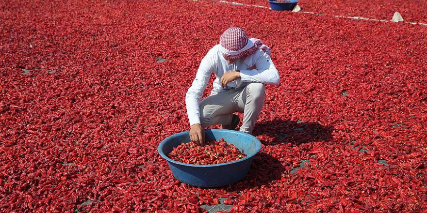 Sıcaklıklar ile isotun lezzeti de artıyor