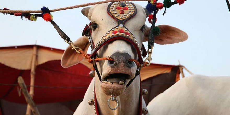 Pakistanlı kurban satıcıları, hayvanların satılması için farklı yöntemler deniyor