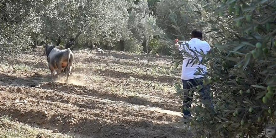 Kaçan kurbanlık iğneyle sakinleştirilerek yakalandı