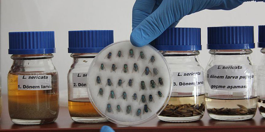 Sinek larvaları diyabet hastalarına şifa oluyor