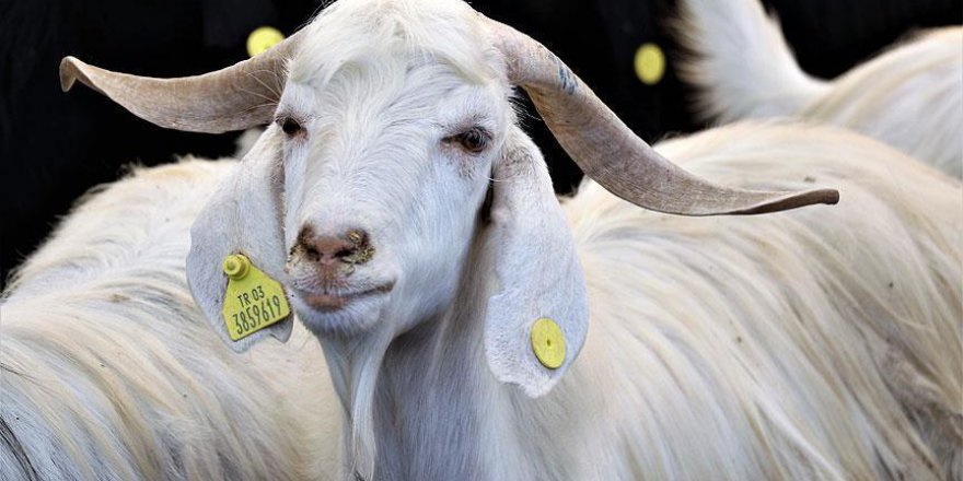 Antalya Valiliği: İzin verilen herkes deri toplayabilir