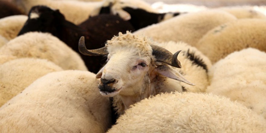 Kurban hisse bedelleri döviz kurundan etkilenmedi