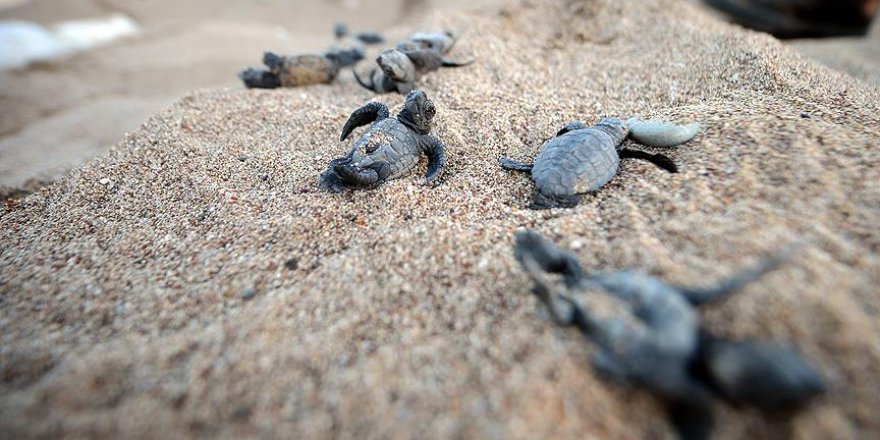Caretta carettalarda sevindirici artış