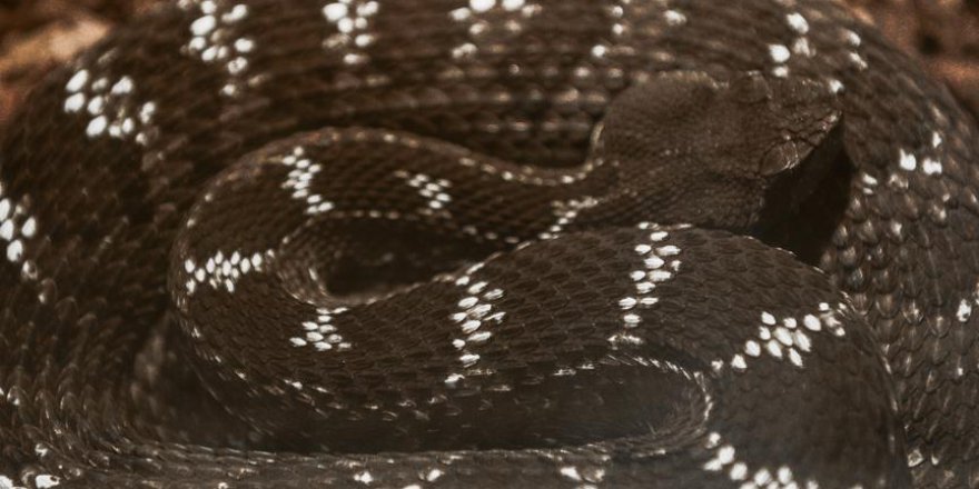 Hindistan'da sular çekildi, yılan istilası başladı