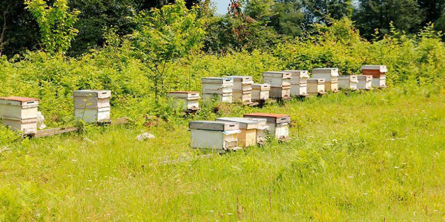 Bal ormanı sayısı 424'e ulaştı