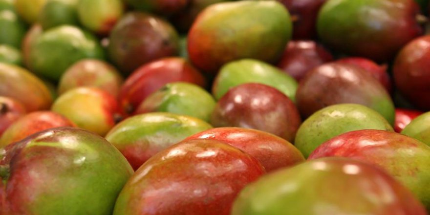 Antalya'nın tropik ürünleri tescillenecek