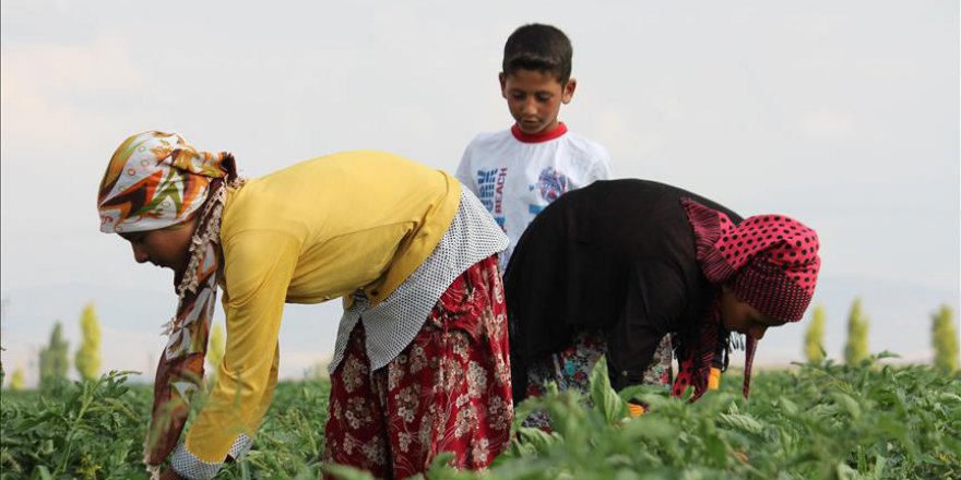 Konya Ovası mevsimlik işçileri ağırlıyor