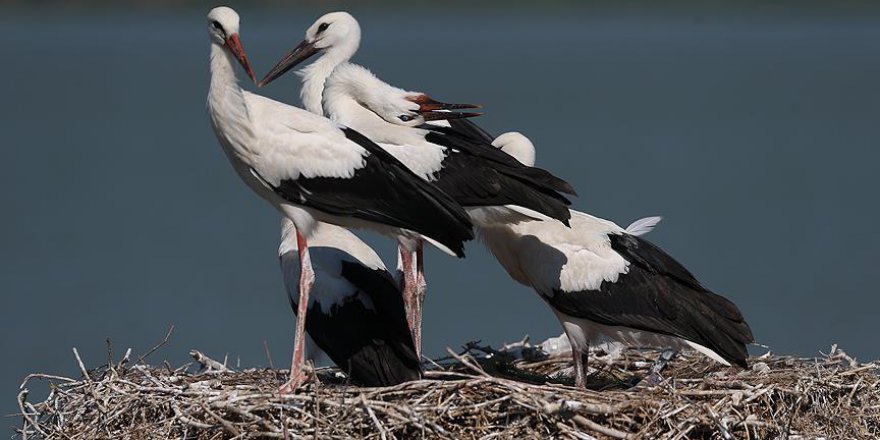 Bursa'nın 'Leylek Köyü'ne ziyaretçi akını