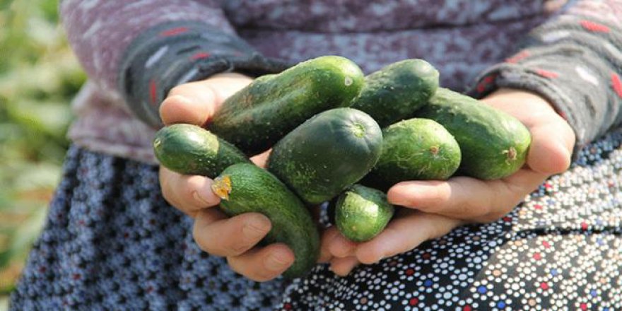 Turşuluk salatalık üreticilerinin yüzü gülüyor