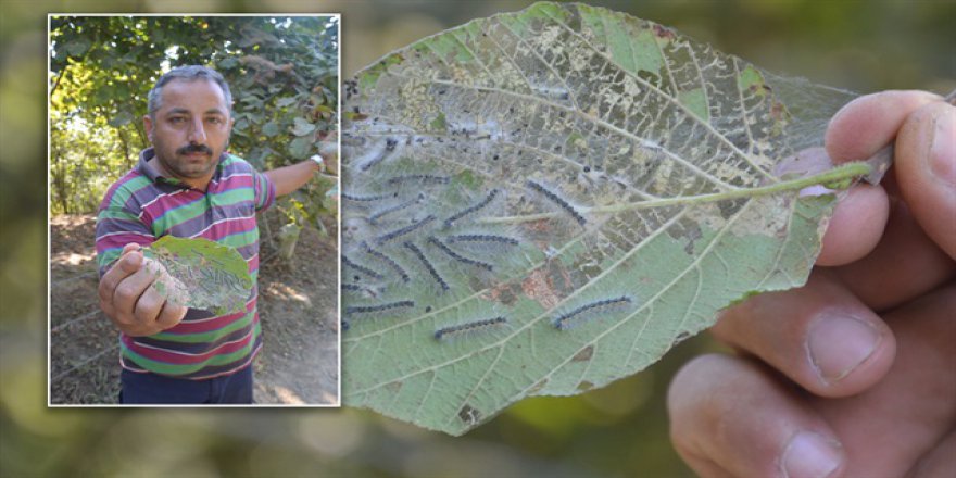 Sakarya'nın iki ilçesini 'Amerikalılar' bastı
