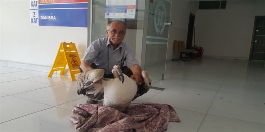 Tarlasına gökten pelikan düştü