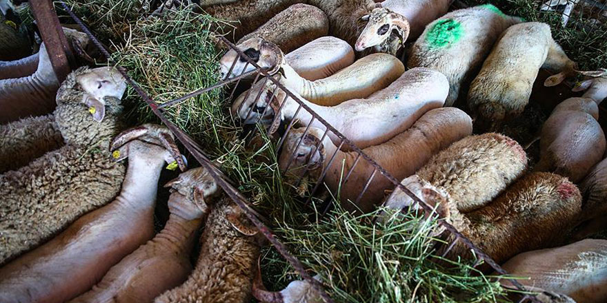 Vekalet yoluyla kurban kesim bedelleri belirlendi