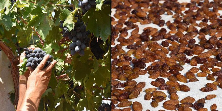 Adıyaman'ın meşhur üzümü sofralarımıza böyle geliyor