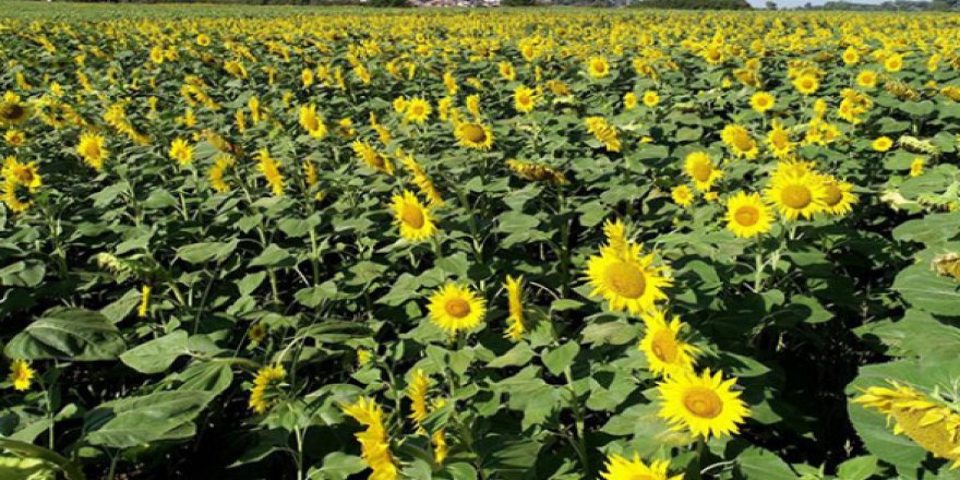 Ayçiçeği yetiştiricisi mutlu