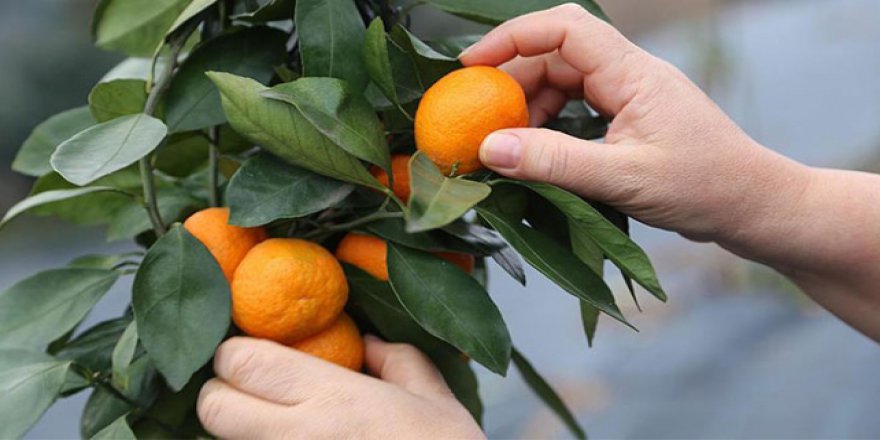 Hatay'da erkenci cins mandalina hasadı başladı